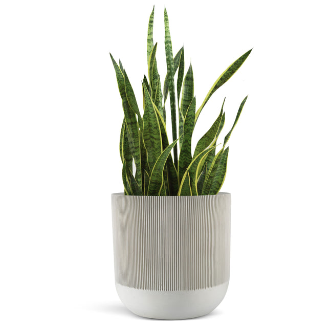 14 Inch Fluted Large Modern Concrete Planter - 14x14 Inch Outdoor/Indoor Plant Pots with Drainage - Cement Flower Pots for Plants