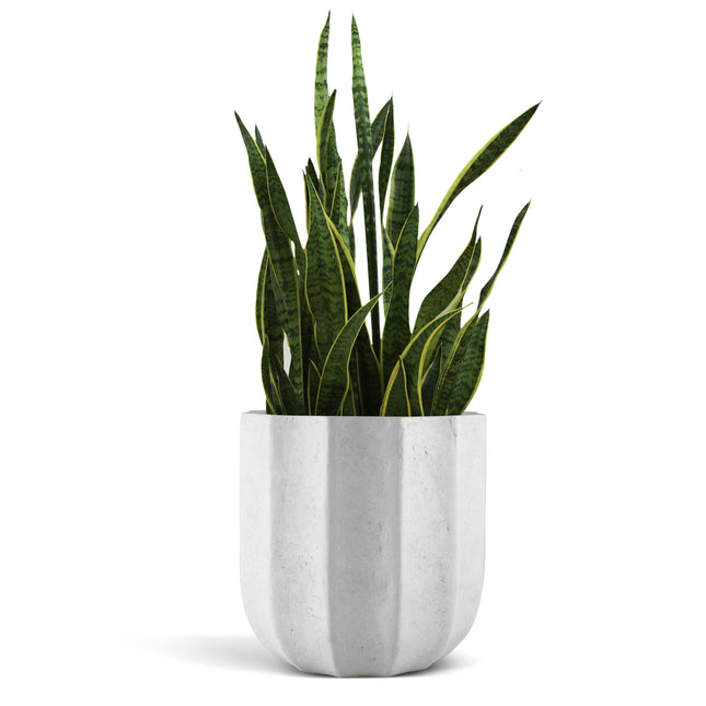 14 Inch Tall Modern Concrete Planter - 14.5x14 Inch Outdoor/Indoor Plant Pots with Drainage - Cement Vase Planters for Plants, or Tree