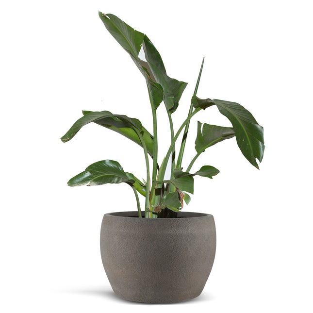 14 Inch Tall Modern Concrete Planter - 14x10 Inch Outdoor/Indoor Plant Pots with Drainage - Cement Vase Planters for Plants, or Tree